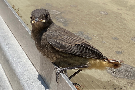 Hausrotschwanzk&uuml;ken ausgeflogen