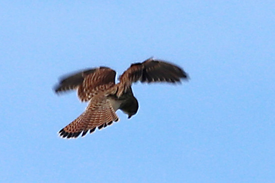 Turmfalke