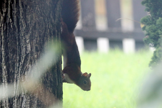 Europäisches Eichhörnchen