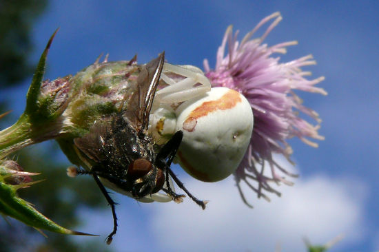 Veränderliche Krabbenspinne