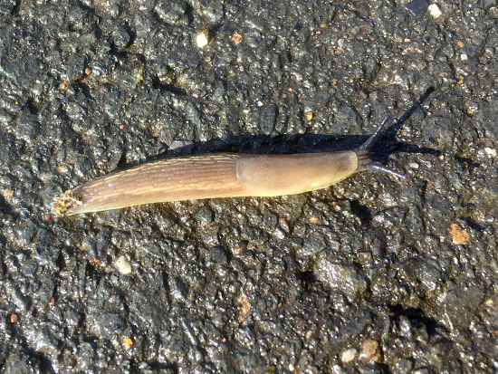 unbekannte Nacktschnecke