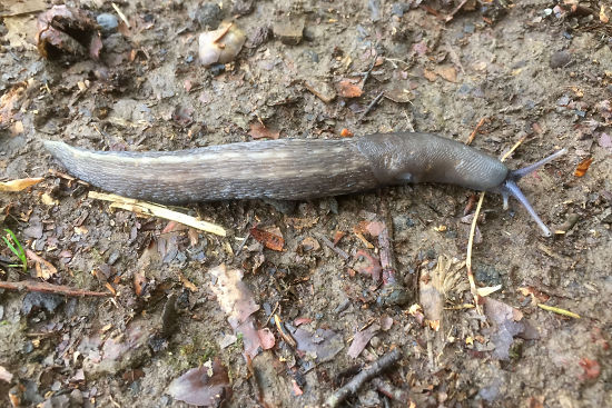 unbekannte Nacktschnecke