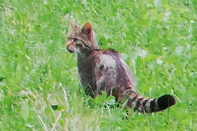 Wildkatze