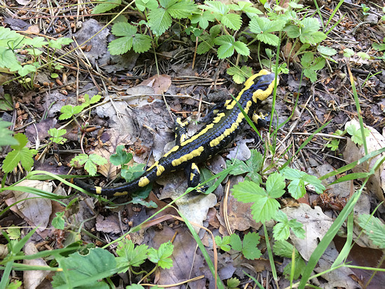 Feuersalamander