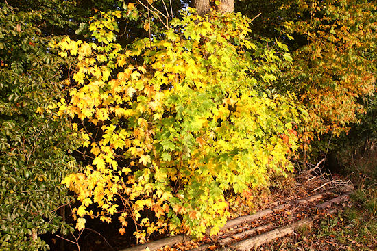 Ahornbusch in Herbstfarben