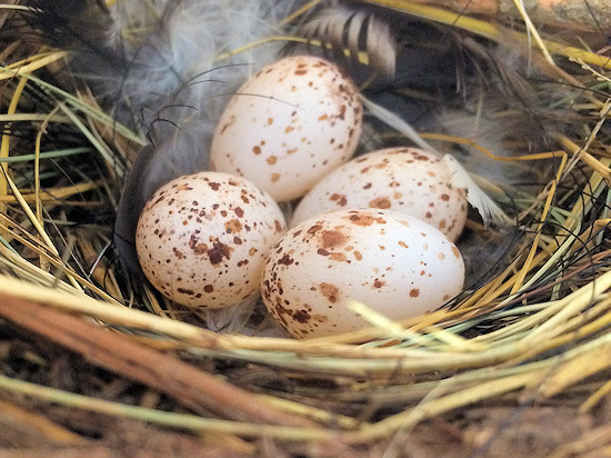 Vier Eier im Rauchschwalbennest