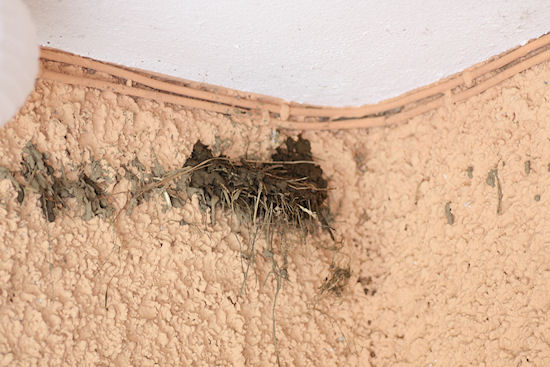 Nestbau Fortschritt