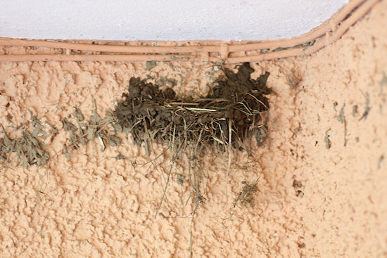 Nestbau Fortschritt