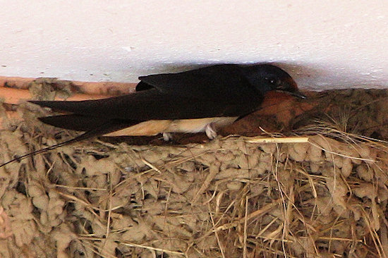 Rauschschwalbe beim füttern