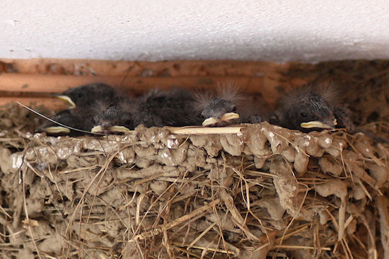 Rauchschwalbenküken im Nest