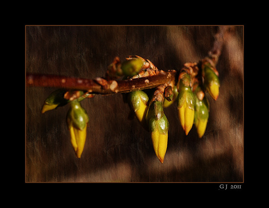 Forsythie
