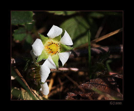 Wilde Erdbeere