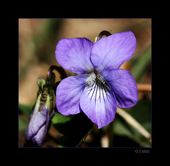 Wildes Veilchen