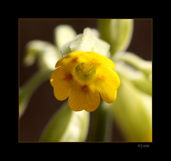 Schlsselblume