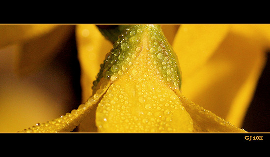 Forsythie