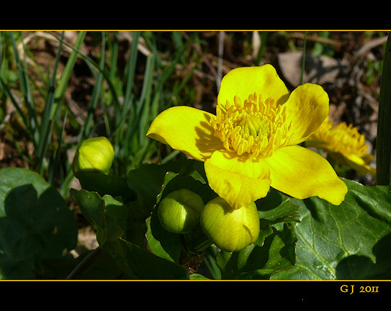 Sumpfdotterblume