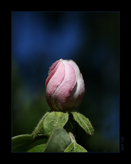 Quittenblte