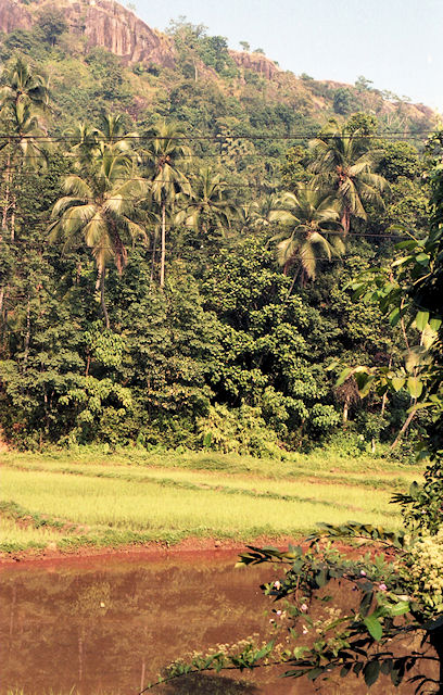 Palmen und Urwald (Sri Lanka)