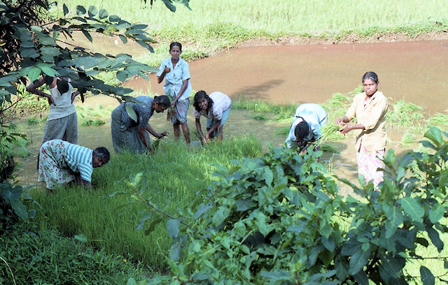 Traditioneller Reisanbau mit Wasserbffel (Sri Lanka)