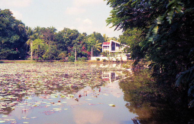 See mit Lotosblten (Sri Lanka)