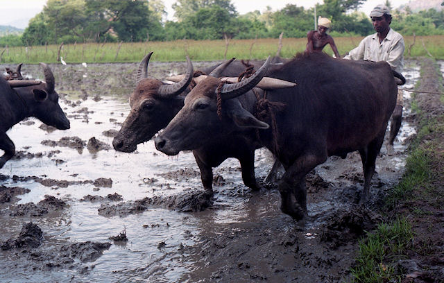 Pflgen eines Reisfeldes mit Wasserbffeln (Sri Lanka)