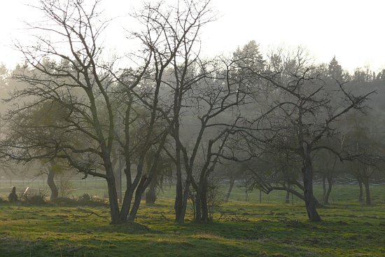 Obstb�ume in der D�mmerung