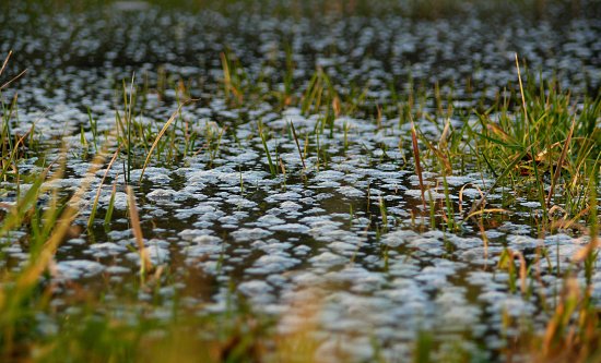 Wassert�mpel auf einer Feuchtwiese
