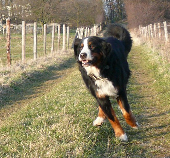 Berner Sennenhund-R�de Domino