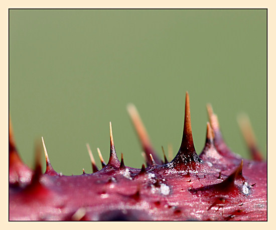 Stacheln eines Brombeerstrauches