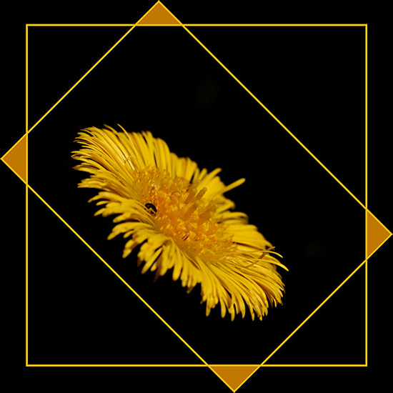 Huflattich