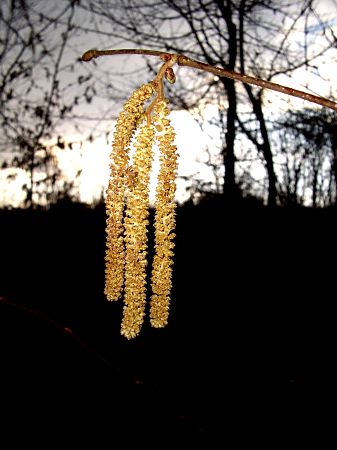 Foto: Bltenstand der Haselnuss