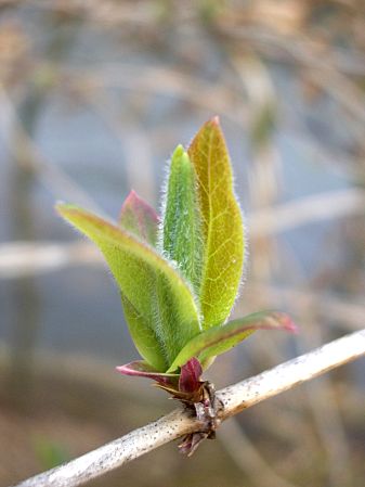 Foto: zwischen Knospe und Blatt