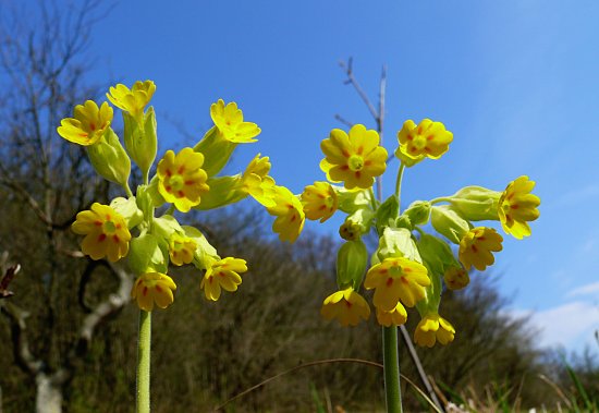 Foto: Echte Schlsselblumen