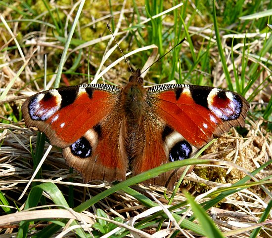 Foto: Tagpfauenauge