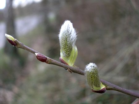 Foto: Weidenktzchen