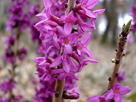 Foto: Seidelbastblten