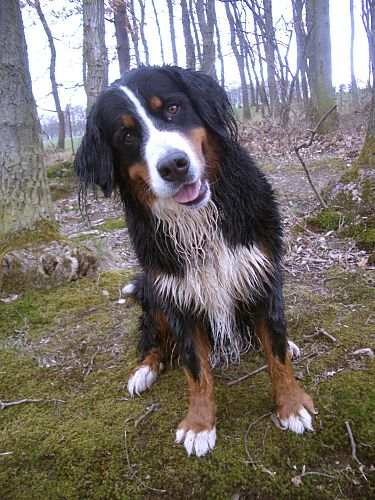 Foto: Berner Sennenhndin Ginja