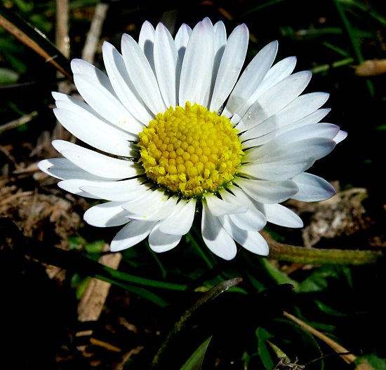 Foto: Gnseblmchen