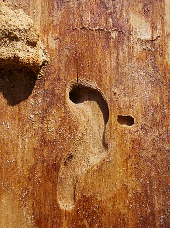 Foto: Fraloch des Borkenkfers