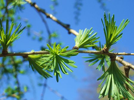 Foto: Knospe an Europischer Lrche
