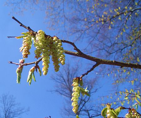 Foto: Buchenblte