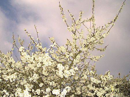 Foto: Blhender Schlehenbusch im April