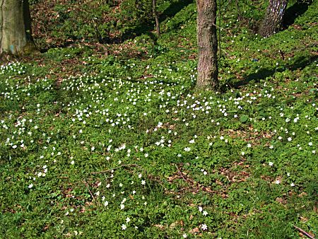 Foto: Blumenwiese
