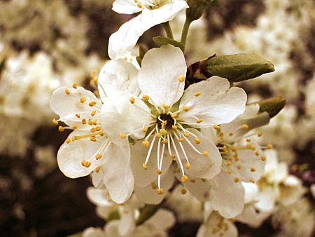 Foto: Schlehenblte im April