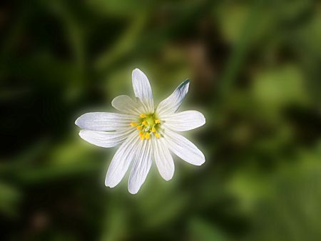 Foto: Sternmiere