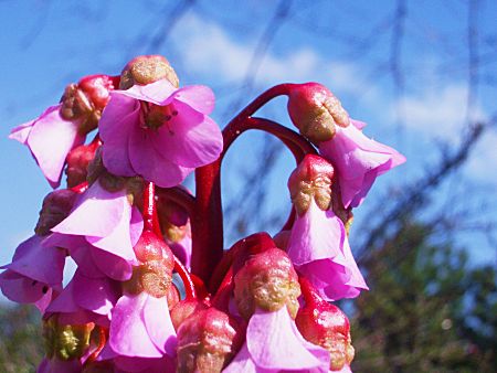 Foto: Blume
