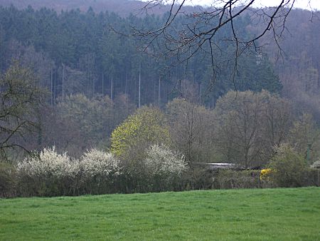 Foto: Blhende Strucher vor dem noch kahlen Wald