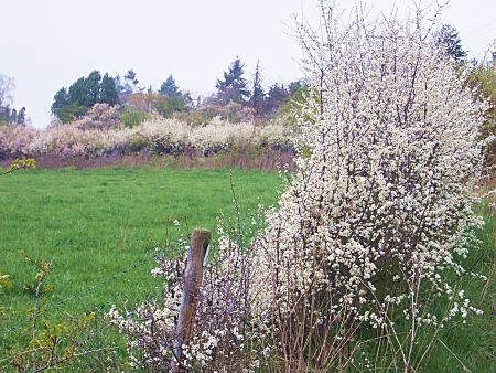 Foto: Von blhenden Schlehen gesumte Wiese