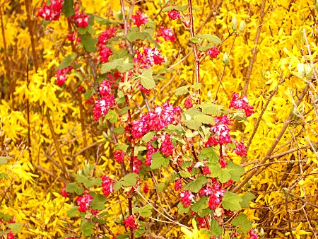 Forsythien in voller Blte mit Johannisbeerstrauch