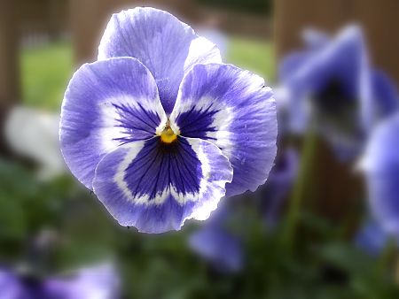 Foto: Stiefmtterchen